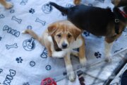 Seattle Humane