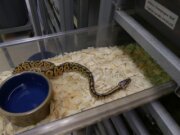 Bad To The Bone Reptiles &amp; More