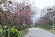 復興三路櫻花隧道