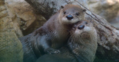 Fort Wayne Children&#039;s Zoo