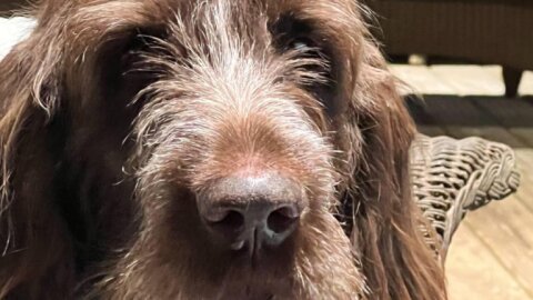 Belle Shain Kennels &amp; Farm