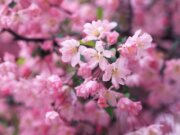 滬尾休閒農業區