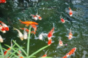翠松苑民宿