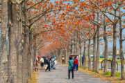 白河林初埤木棉花道