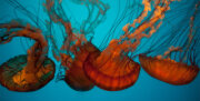 California Academy of Sciences