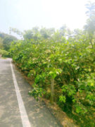 柚花香道