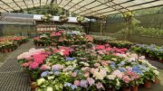 台七桃花源休閒農業區