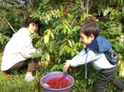 築夢園咖啡莊園