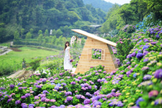 2023竹子湖海芋季及繡球花季