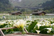 2023竹子湖海芋季及繡球花季