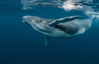 Pacific Whale Foundation