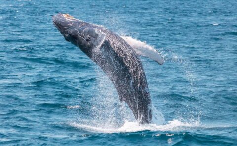 Capt Dave&#039;s Dana Point Dolphin &amp; Whale Watching Safari
