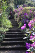 二格山系-指南茶路親山步道