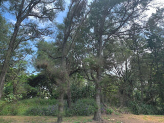 新屋濱海植物園
