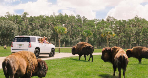 Wild Florida Airboats &amp; Gator Park