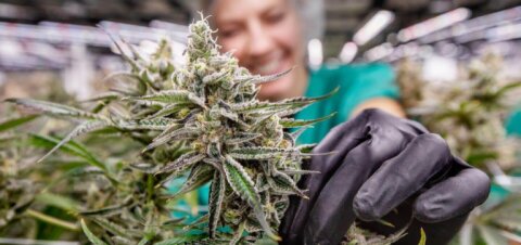 Curaleaf Dispensary Youngtown