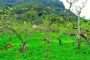 樟樹湖觀光果園暨茶園