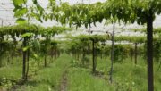 奈米休閒農場