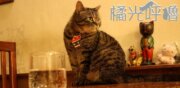 橘光呼嚕貓咪主題餐廳