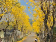坑內坑森林步道