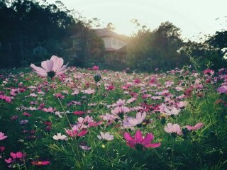 莊園遠眺,波斯菊花海盛況