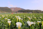 竹子湖休閒農業區