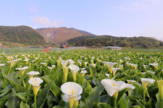 竹子湖休閒農業區