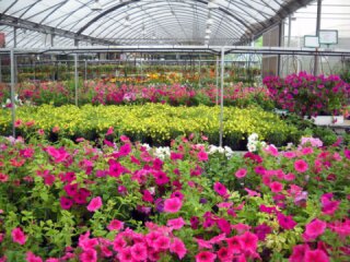 Bennett Nurseries