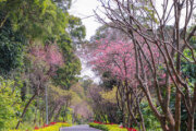 滬尾櫻花大道