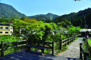 奮起湖(南側)杉林棧道