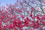 陽明公園