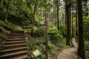 東眼山國家森林遊樂區