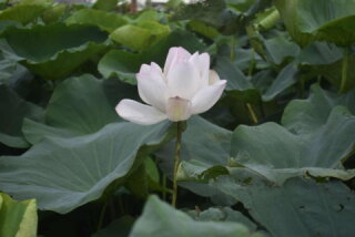 蓮花園休閒農業区