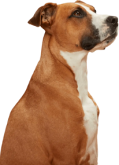 Animal Care Centers of NYC - Brooklyn