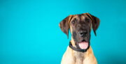 Pasadena Humane