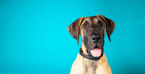 Pasadena Humane
