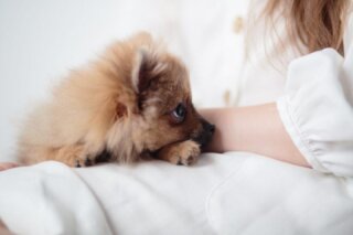 Petland Carriage Place