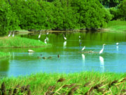 山水濕地公園