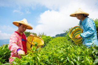 2023阿里山四季茶旅活動