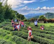 美加茶園