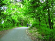 四面佛．油桐花步道
