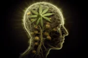 South Bay Church Cannabis Dispensary
