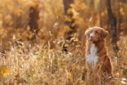 Acredale Animal Hospital