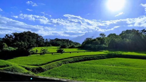 羅山休閒農業區