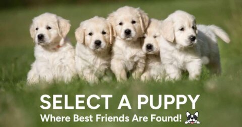 Chews A Puppy