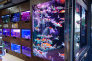 民權東路5段-水族街