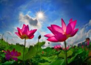 蓮花園休閒農業區