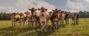 Simply Natural Creamery