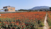 田莊民宿