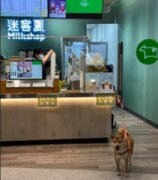 迷客夏-雲林土庫店